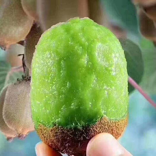 眉县眉县猕猴桃 自家种植自家供应