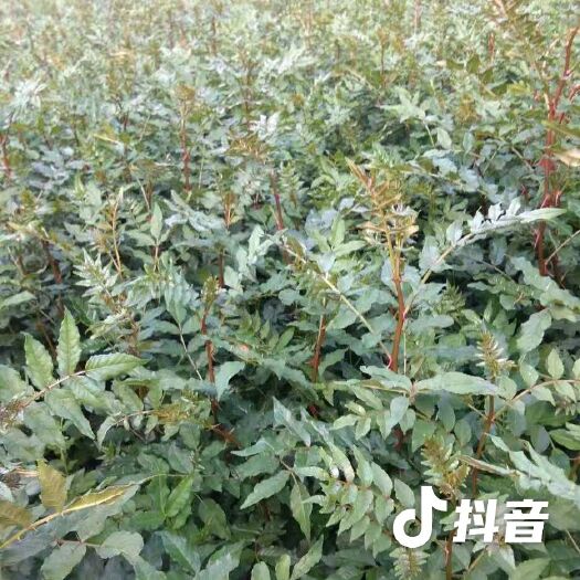 无刺花椒苗
