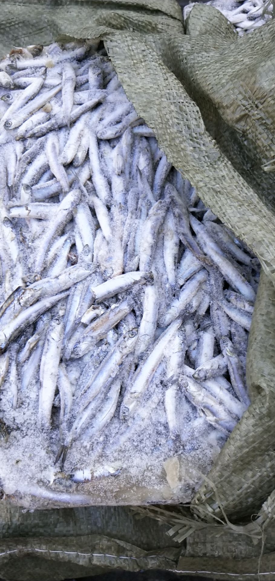 威海鲚鱼  一锅鳀鱼 龙虾螃蟹饲料