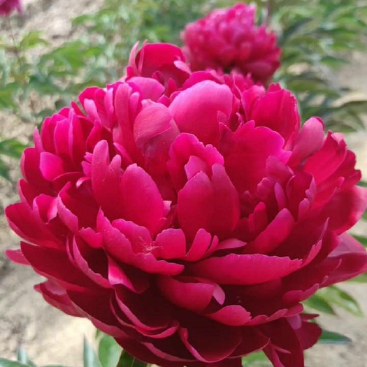 菏泽 观赏芍药草本植物，成活率高，观赏价值高，耐寒、耐旱适合庭院、