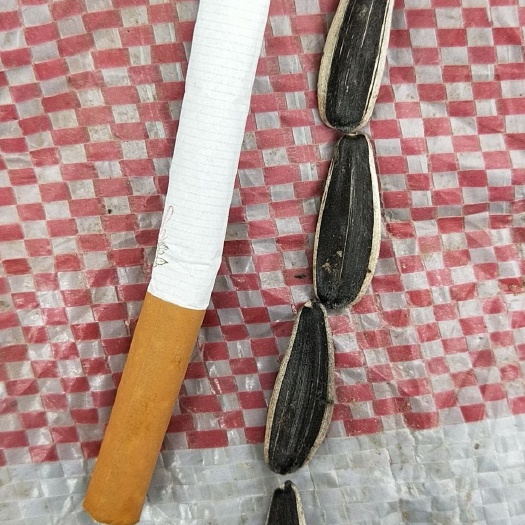 察右后旗葵花仁 同辉15