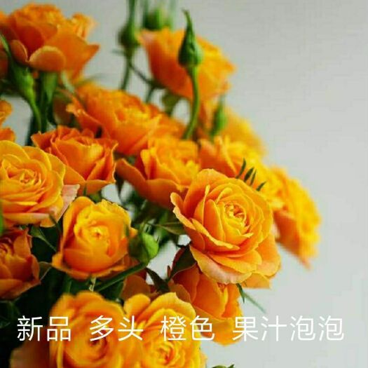  各种月季玫瑰苗批发