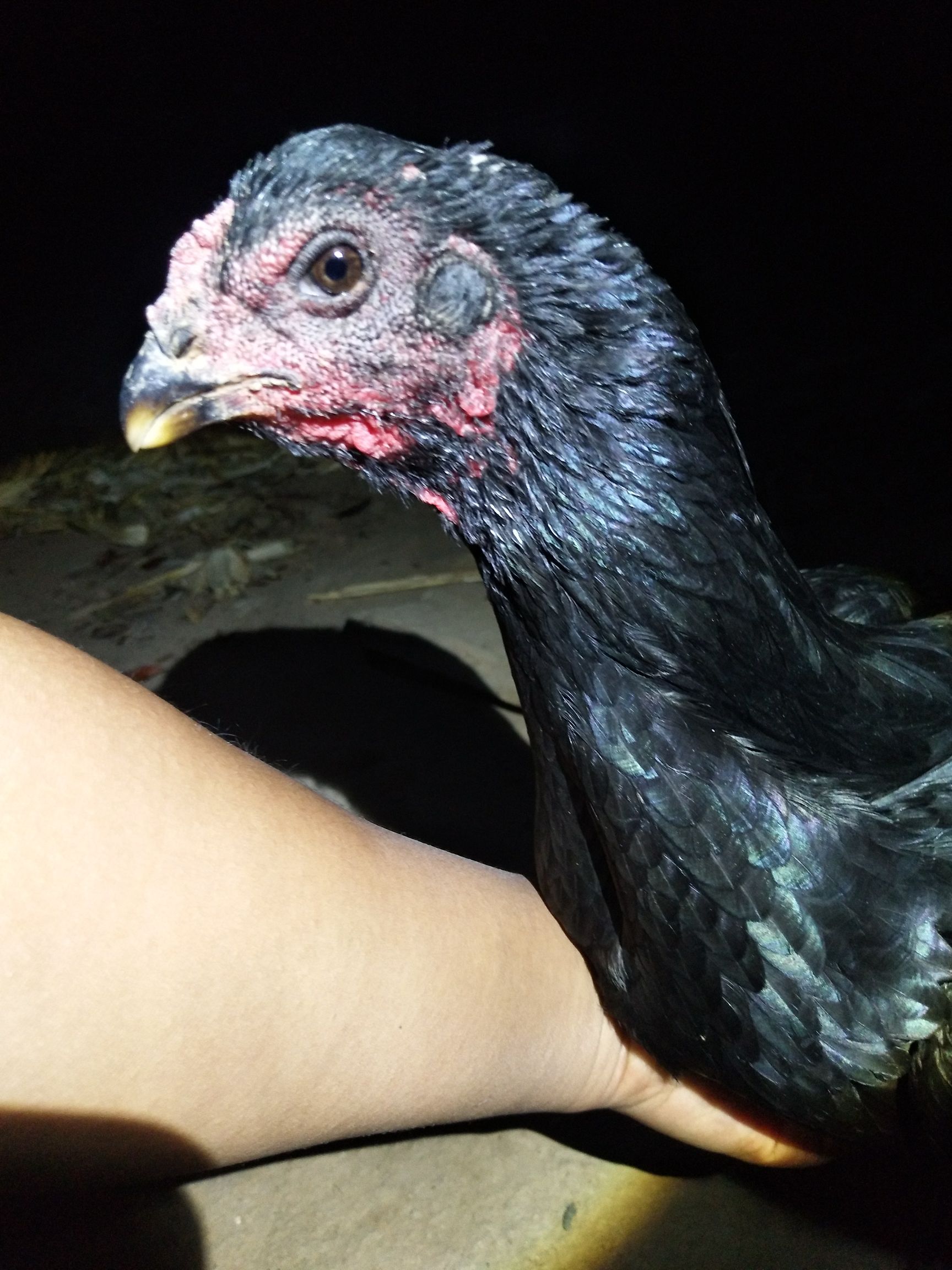 精品斗鸡母鸡,快两年了