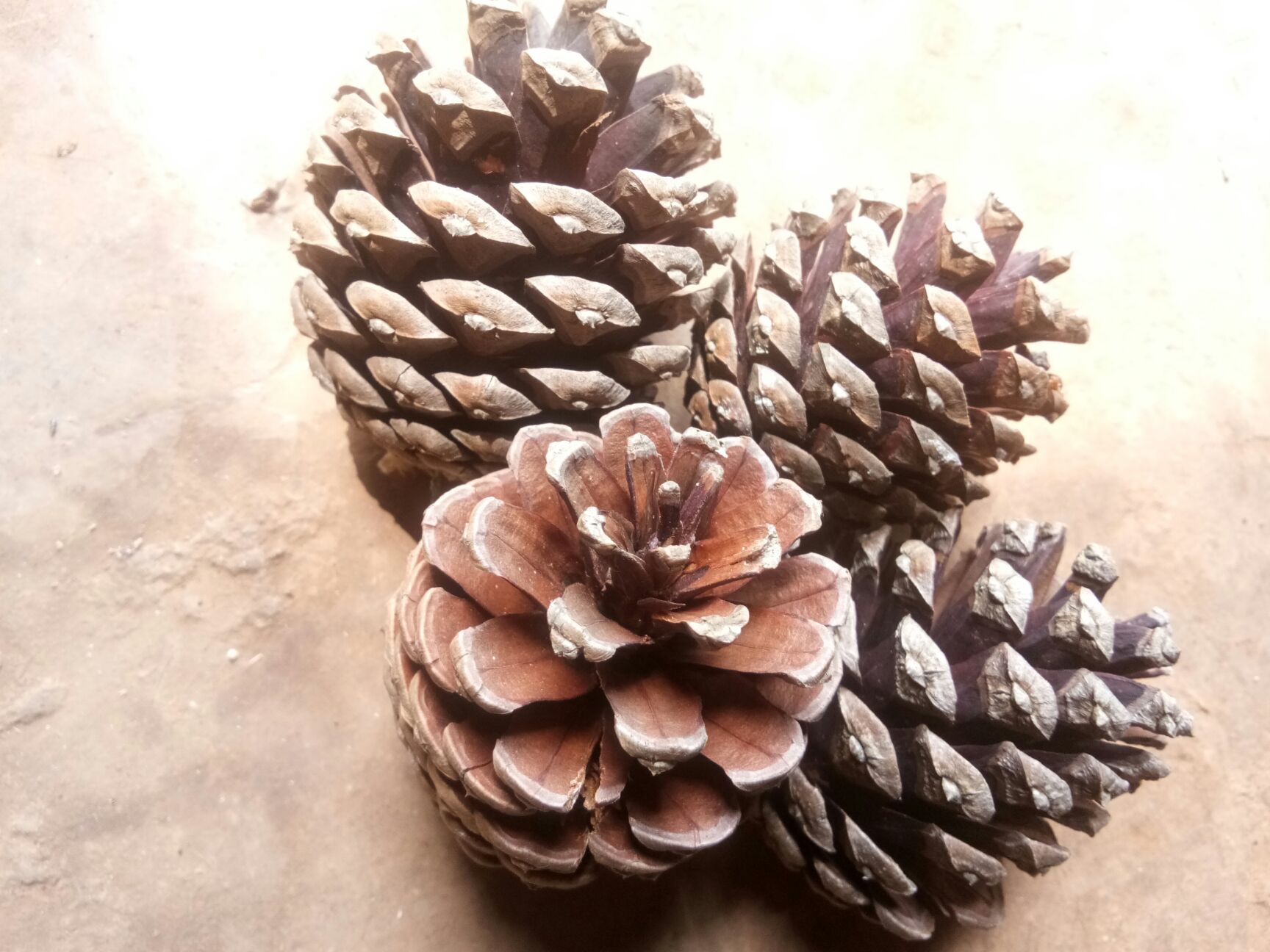 松果菊 大量供应松果