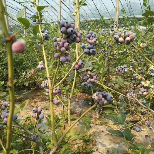 平邑县伯克利蓝莓苗 蓝莓，品种多，可留言咨询