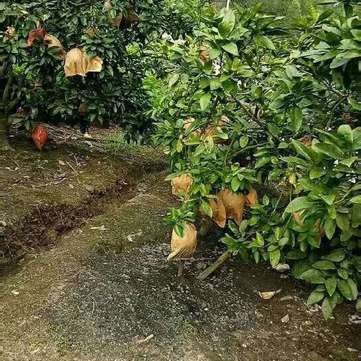 环江县 本人自己种有几十亩红心柚，欢迎各位老板来批发