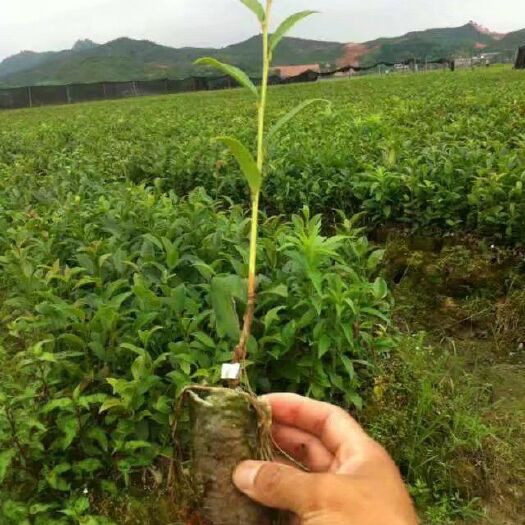 奉新县油茶苗 油茶