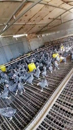 张家口 出售芦花鸡苗成品鸡各种鸡苗支持全国发货