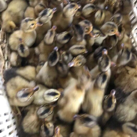 肥东县麻鸭苗