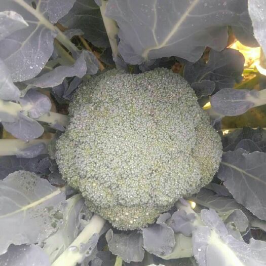  西兰花大量现货