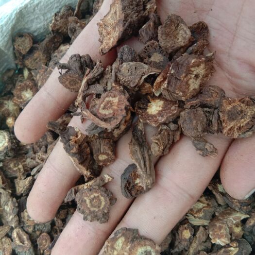 亳州羌活