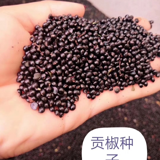 汉源县花椒种子 汉源花椒（贡椒）种子，精纯良种，出芽率高，基地直供