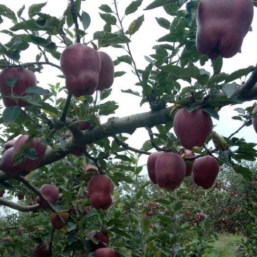 花牛苹果  本人一手货源 家庭农场的苹果，质量有保障，价格很合适