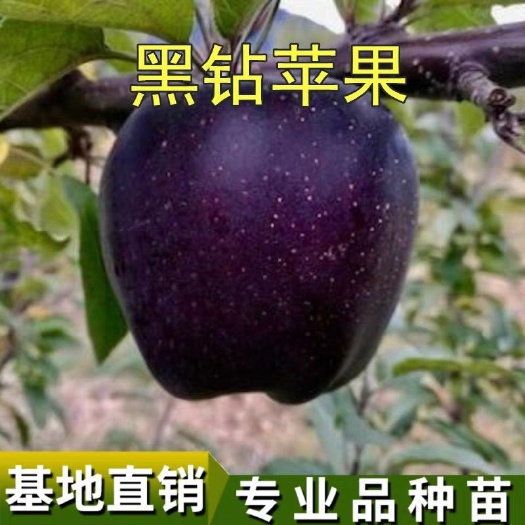 平邑县黑钻苹果树苗 黑钻苹果嫁接苗