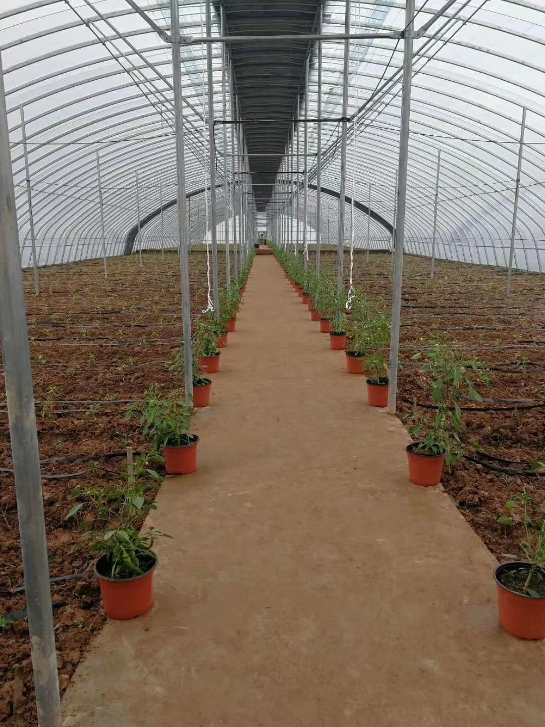 C型钢温室大棚  养牛棚养鸡棚养虾棚种植棚钢管大棚养殖大棚连栋棚种厂家直销！