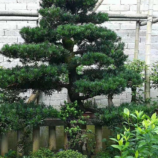 平邑县 罗汉松盆景树桩米叶珍珠罗汉送雀舌罗汉松迎客悬崖矮霸造型庭院