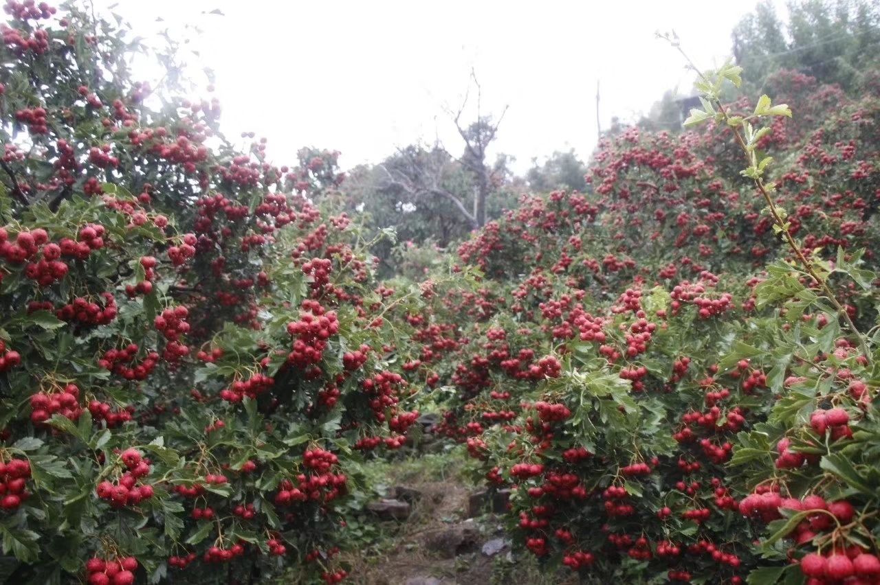 甜口山楂 5 - 10克