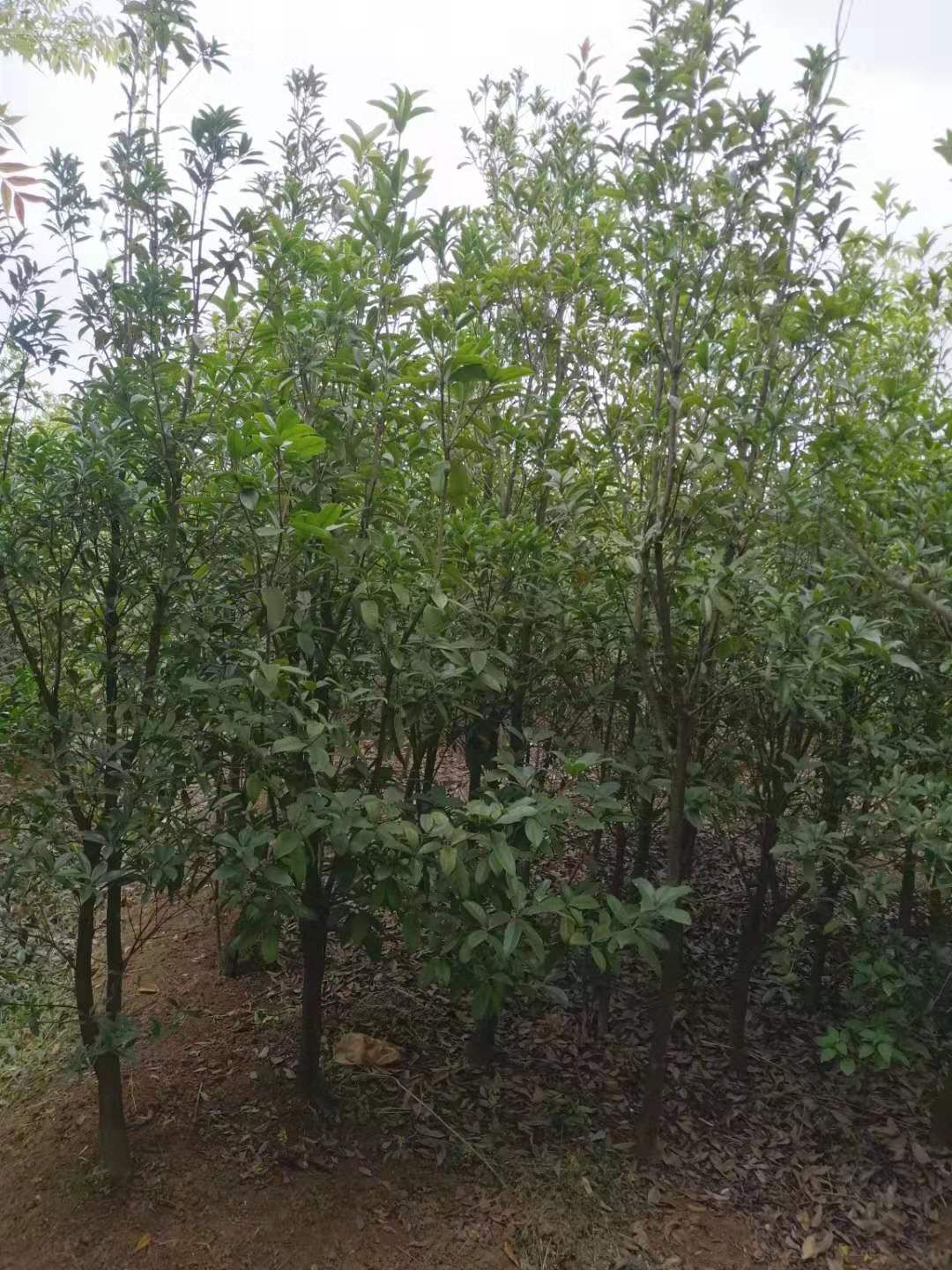 昆明 八月桂银桂