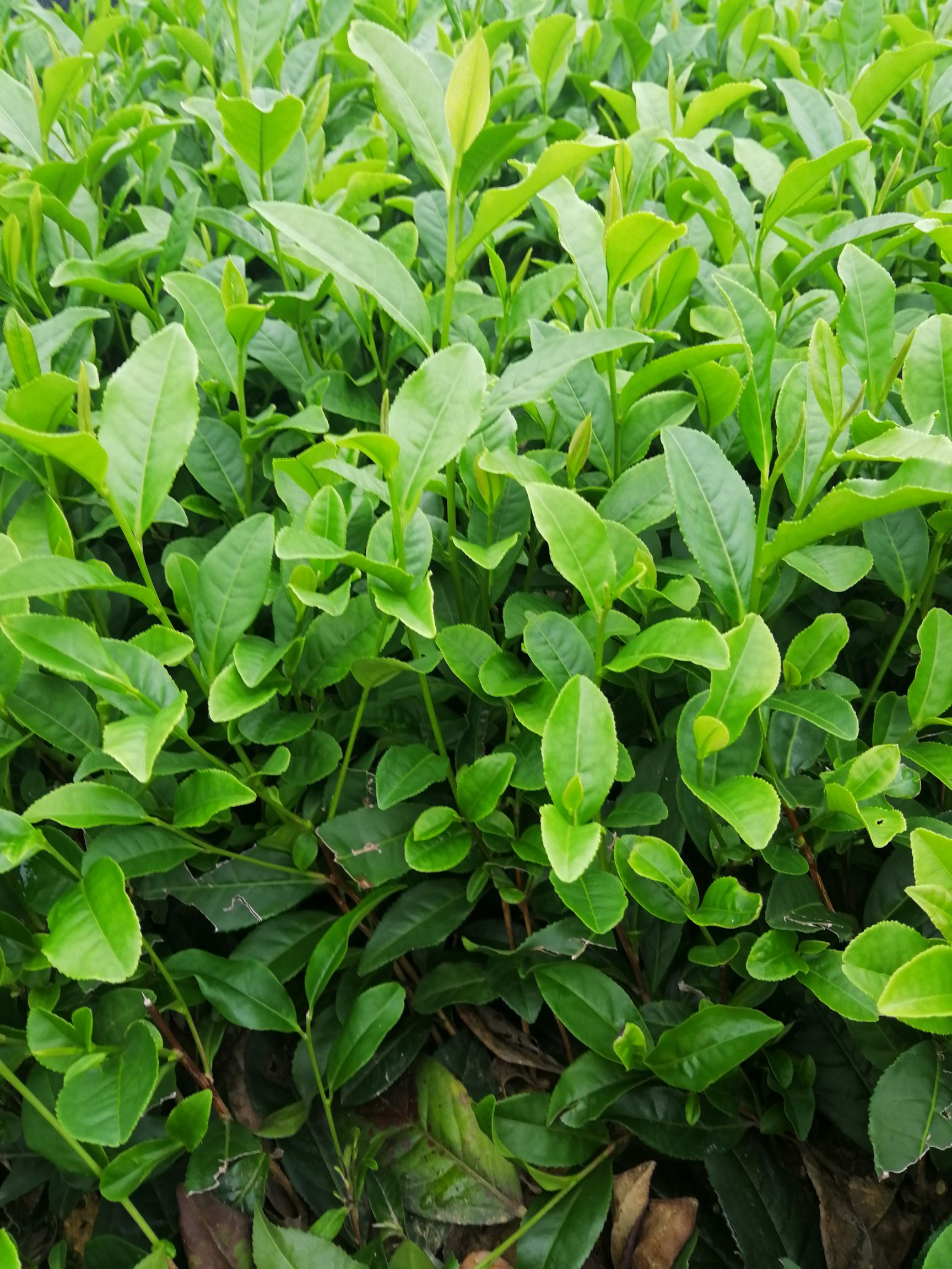 绿茶树苗 实生苗 0.5米以下