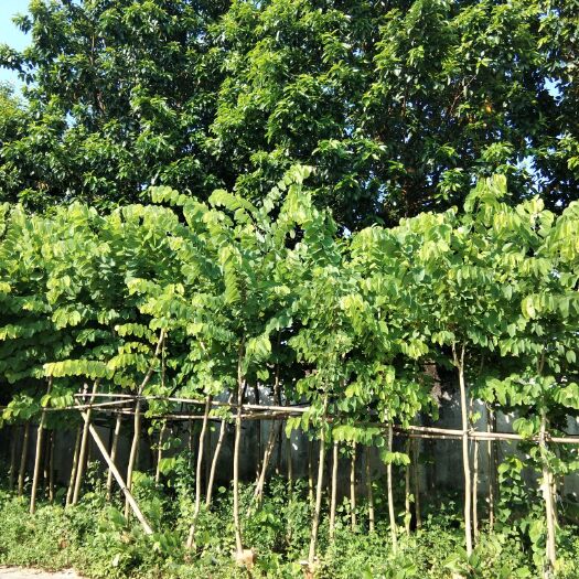 揭阳 出售5-18公分光棍、骨架白花羊蹄甲紫荆