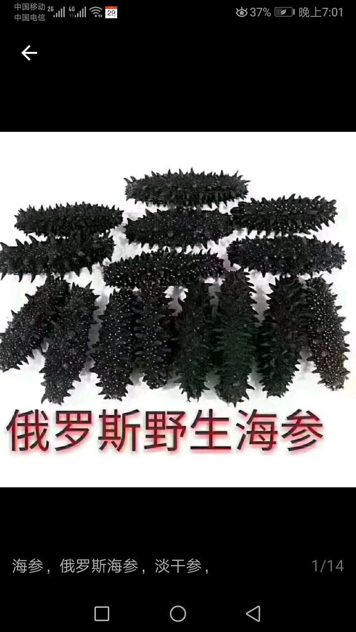 淡干海参俄罗斯四岛海参，海参礼盒各种规格海参