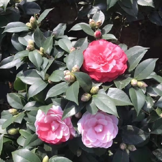 大红赤丹茶花苗带花苞六角大红茶花树苗盆栽五色赤丹香妃茶花