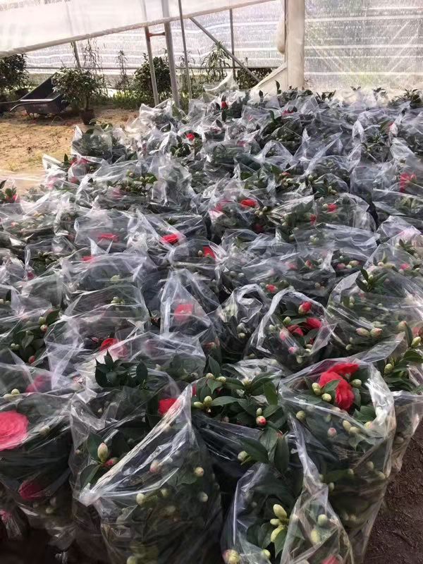 大红赤丹茶花苗带花苞六角大红茶花树苗盆栽五色赤丹香妃茶花