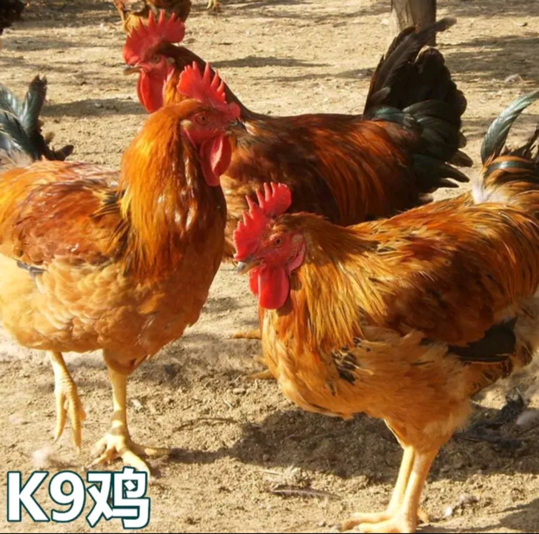  K9 鸡苗正宗麻黄肉鸡苗(K 9苗882)  K 901苗