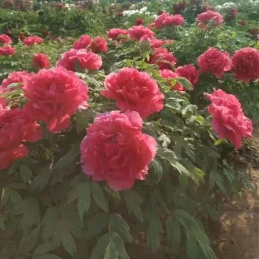 平邑县 观赏牡丹品种齐全保质量保成活