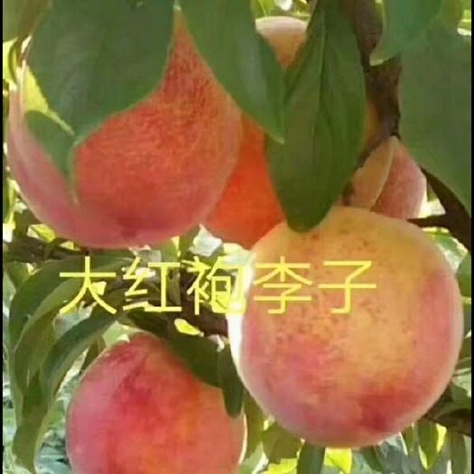 平邑县 大红袍李子苗 高产  易成活 包邮