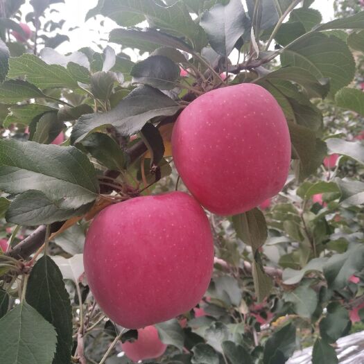 静宁县苹果套袋 家有苹果🍎半亩，现已上市，全程套袋，无农药残留，绿色健康，
