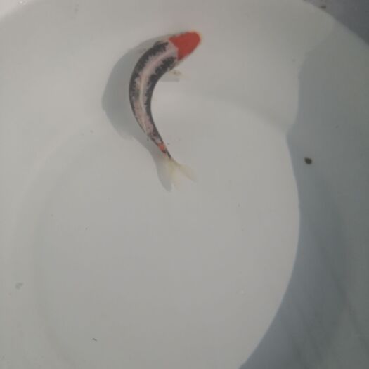 济南 特色九纹龙锦鲤