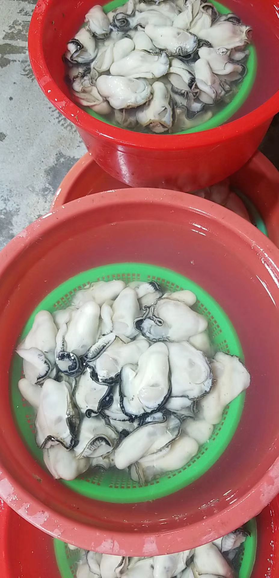阳江生蚝 生蚝批发价。  一箱一百斤。