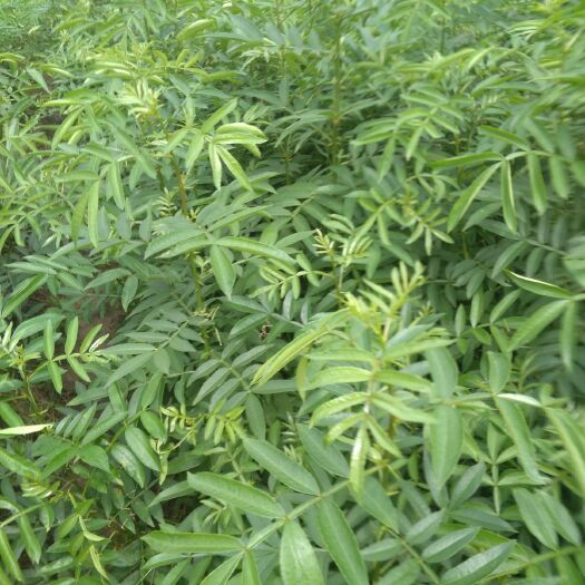 简阳市青花椒苗 九叶青花椒品质保证