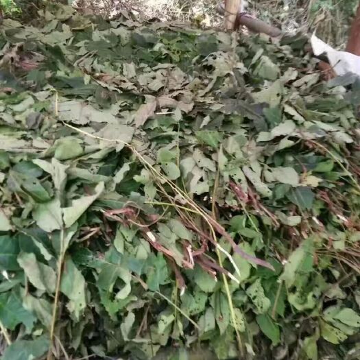 三江县虫屎茶 虫茶