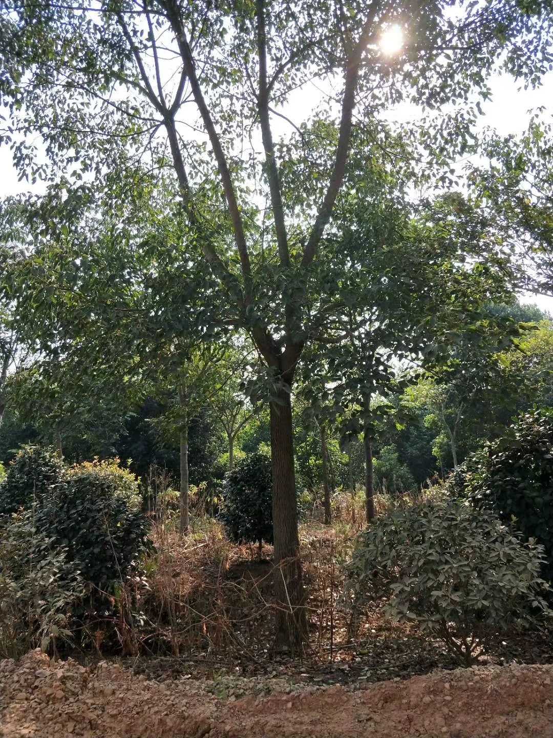 重阳木 江西精品基地批发1一20公分