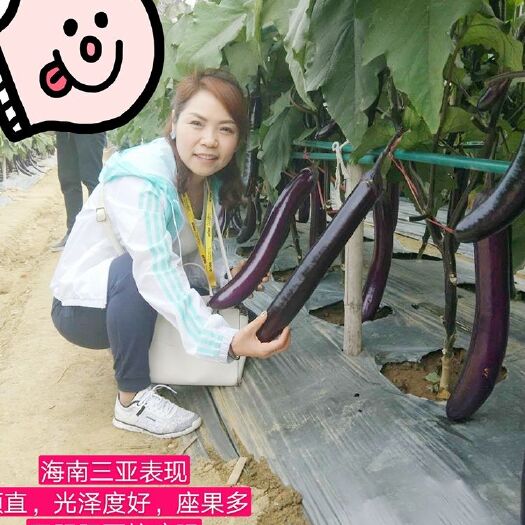 西安茄子种子 耐运输紫红长茄抗青枯超级耐热无阴阳面农科院推荐