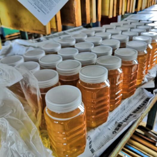 伊春椴树蜜 塑料瓶装 2年以上 