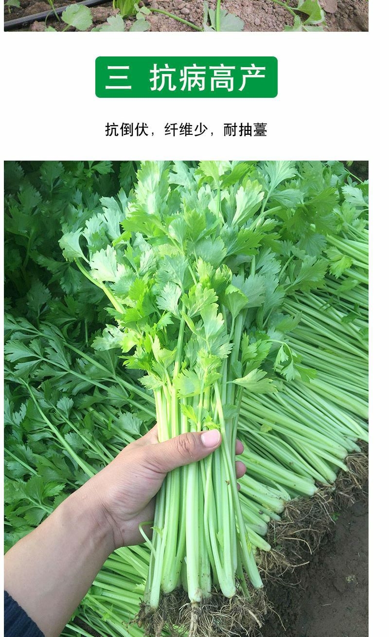 西芹种子 四季蔬菜种子高产 阳台庭院菜园盆栽小香芹芹菜菜籽