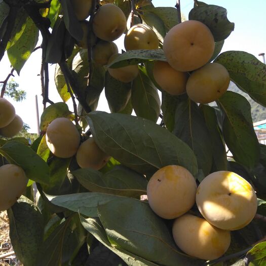 恭城县胎里红柿子 2 - 3两以上