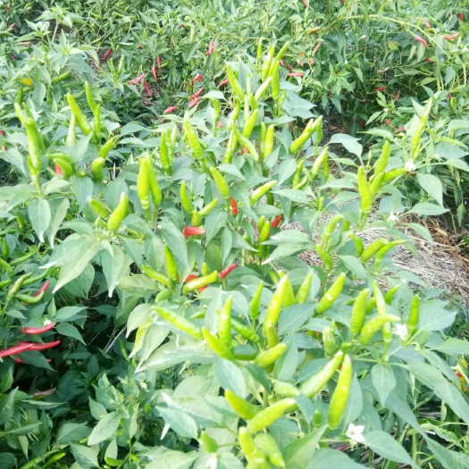漯河朝天椒 中辣