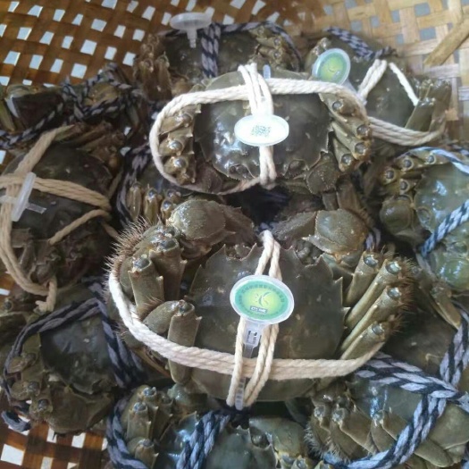 昆山市苏州产阳澄湖镇大闸蟹
公3.5两母2.6两10只有防伪溯源码