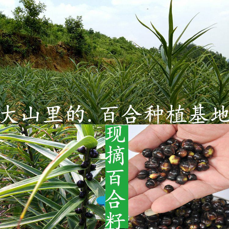 邵东市百合种子 百合种球 种子苗 百合母籽兰州食用百合苗室内四季可种宜兴百合