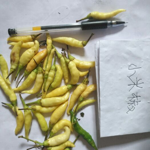 南宁 青色小米椒