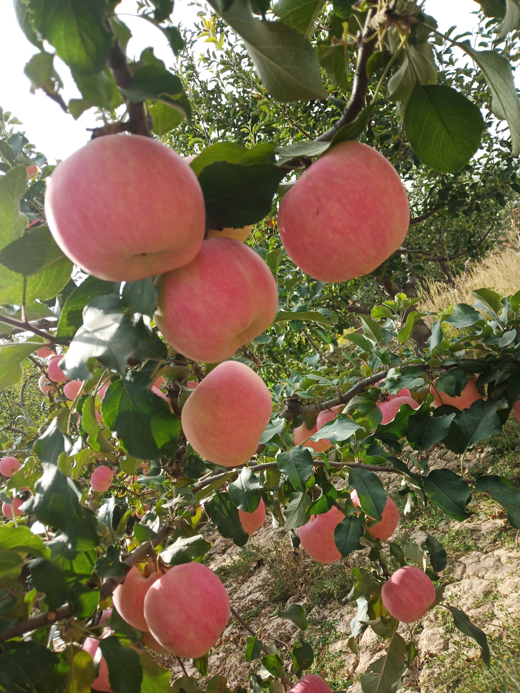  宁夏中卫富硒苹果