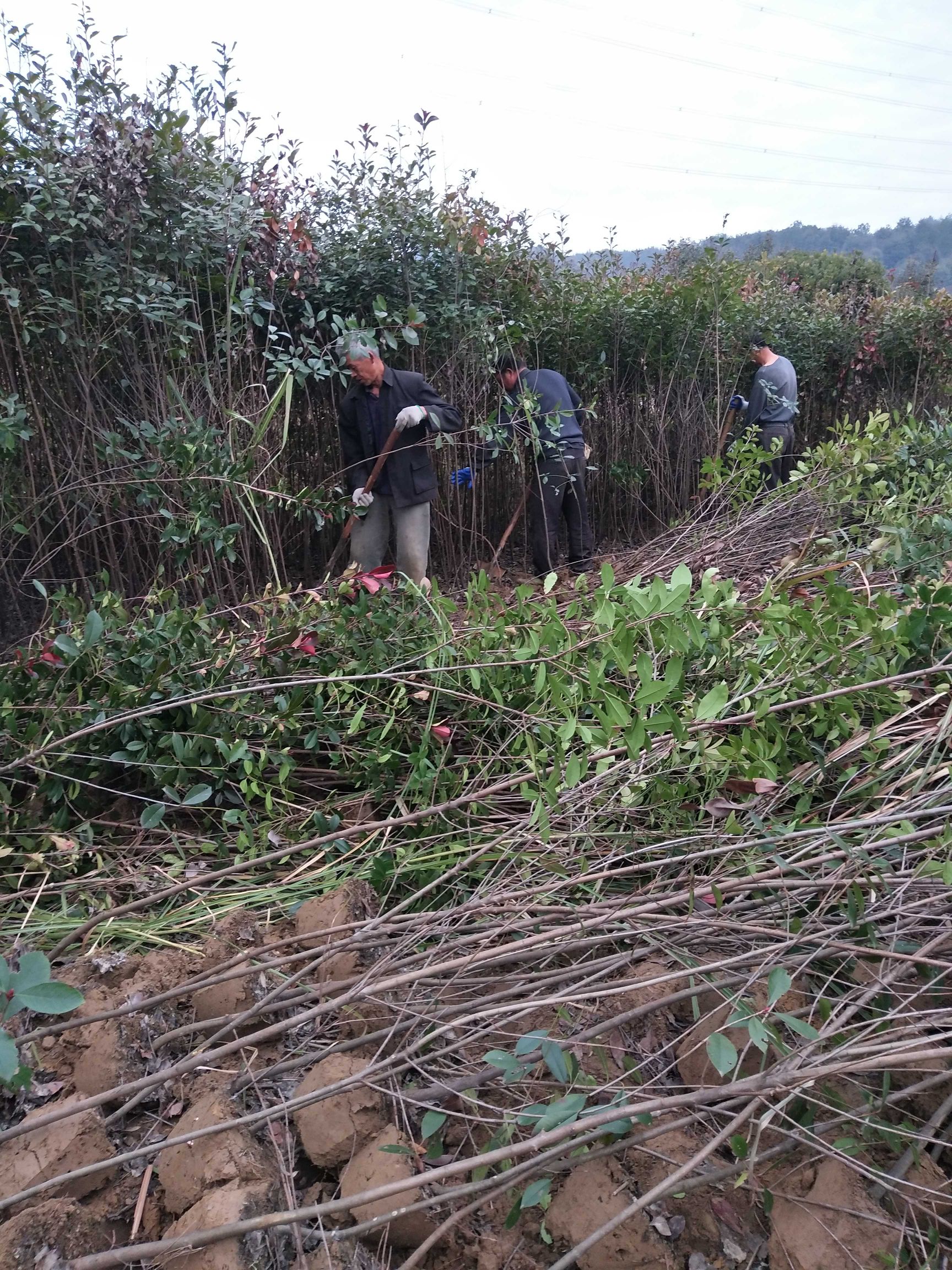  江西红叶石楠基地1一12公分批发