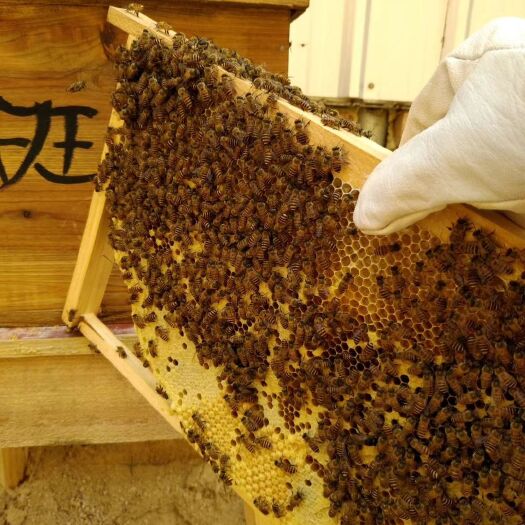 兴业县野生蜂蜜 纯正野生蜜蜂糖