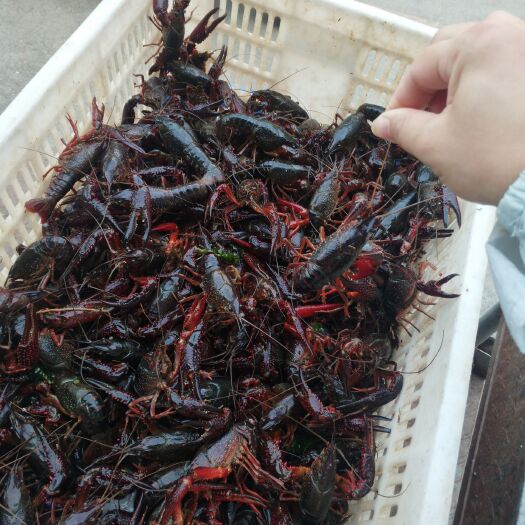 洪湖市湖北洪湖清水小龙虾！肉质饱满个头大！底板干净，自产自销！