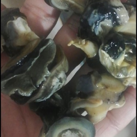 海口石螺 鲜福寿螺肉，批发