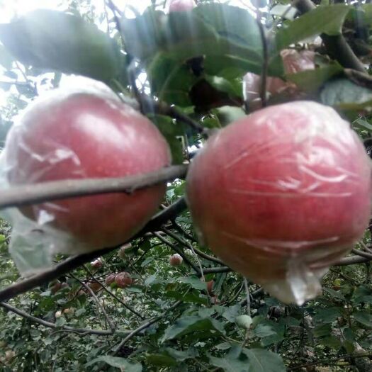 饶阳县 果红苹果